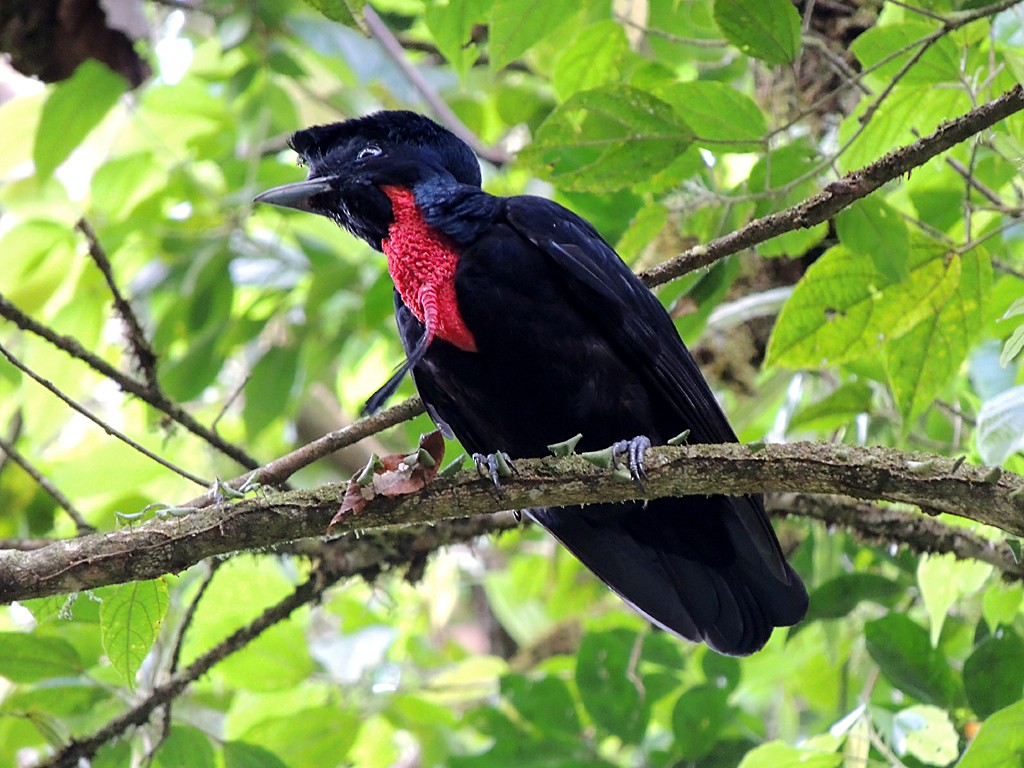 Bare-necked Umbrellabird - ML27835691