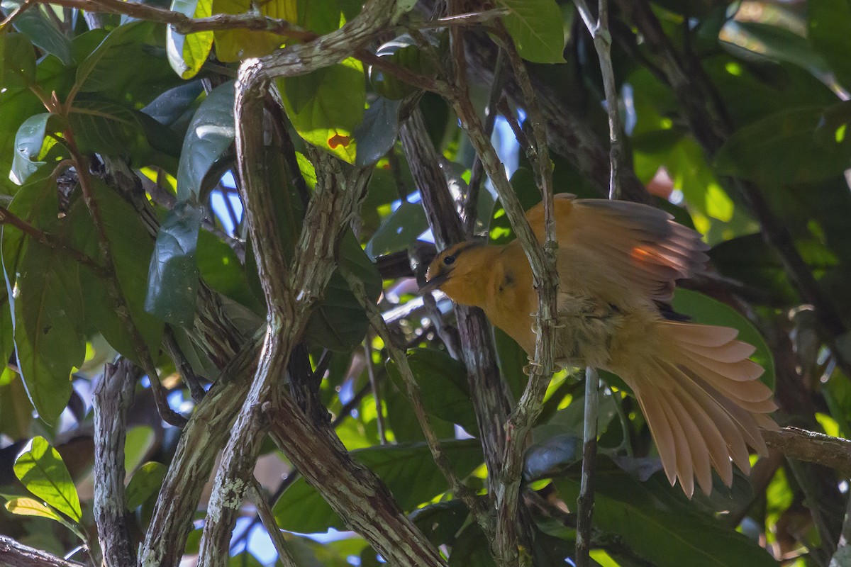 Buff-fronted Foliage-gleaner - ML278356961