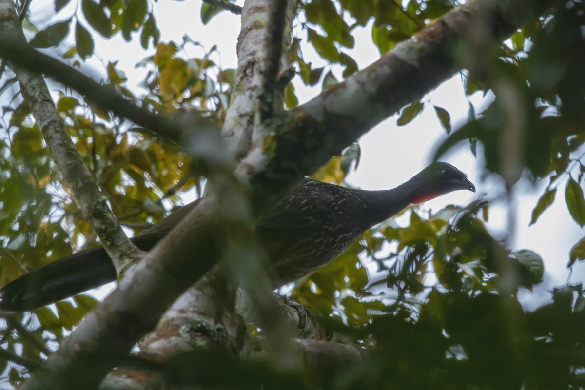 Dusky-legged Guan - ML278358301