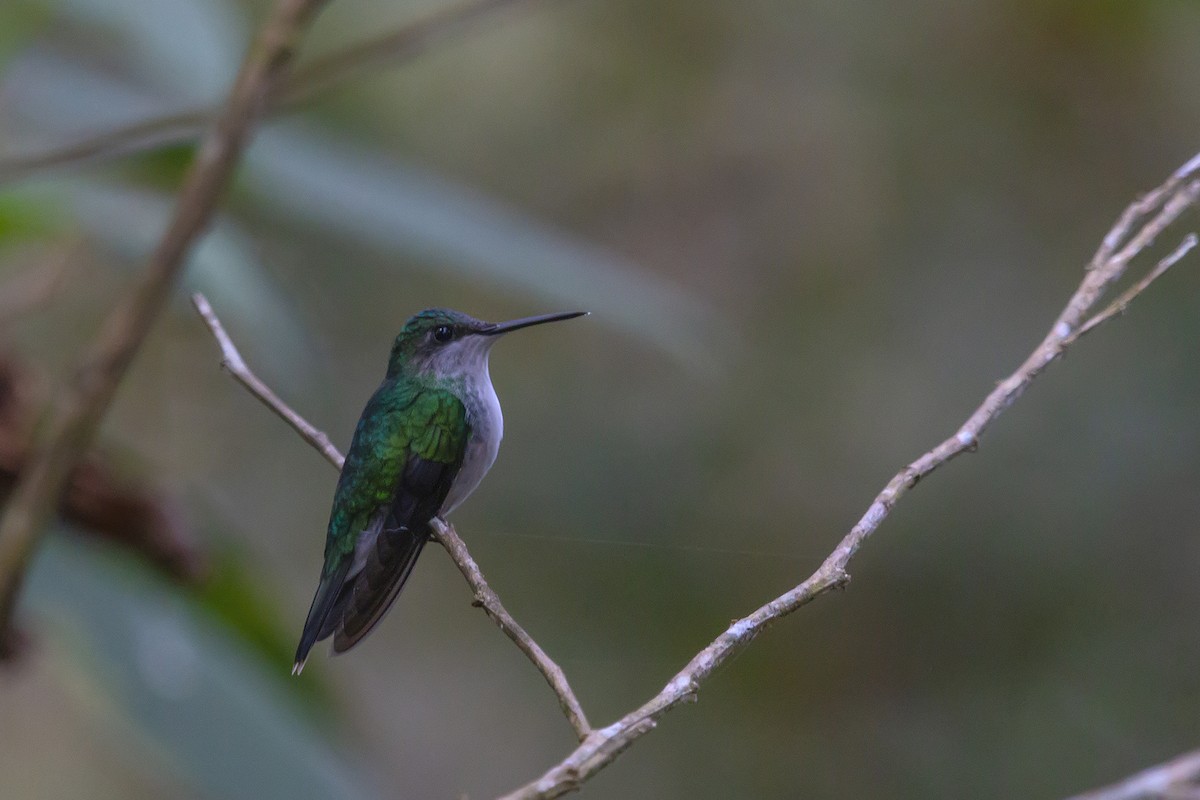 Violet-capped Woodnymph - ML278358441