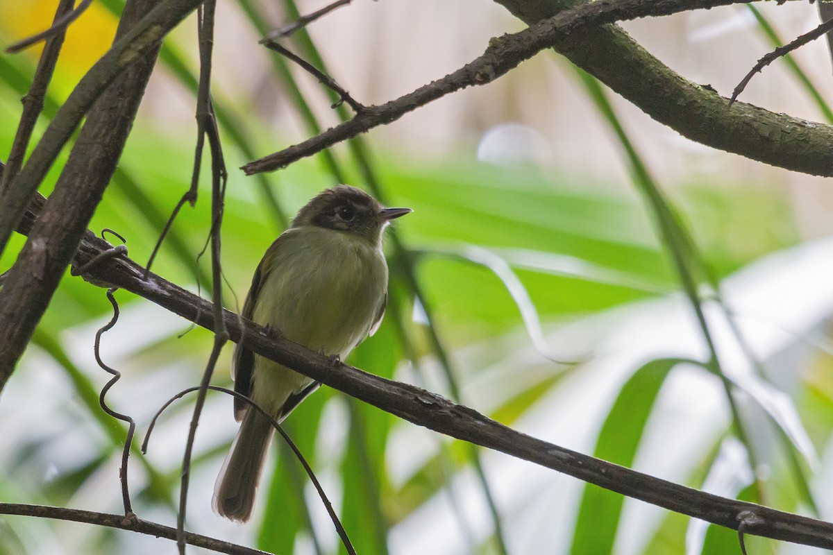 Sepia-capped Flycatcher - ML278358481