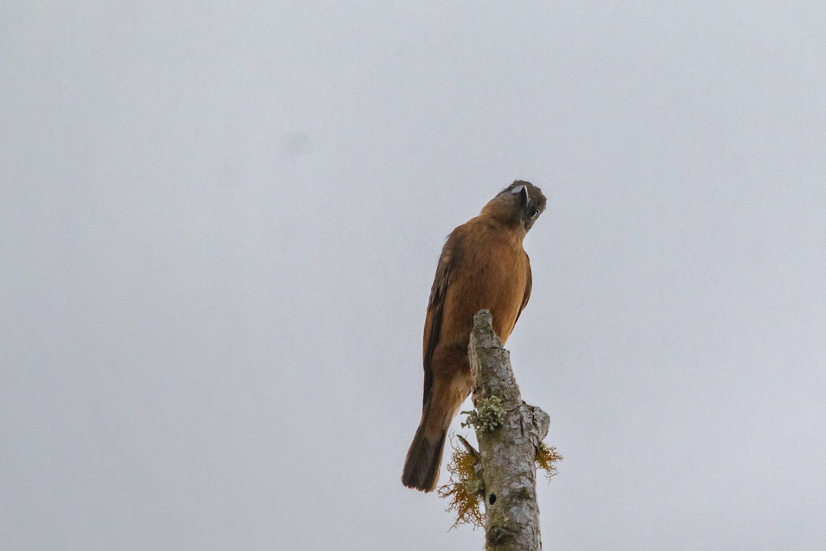 Cliff Flycatcher - ML278358521