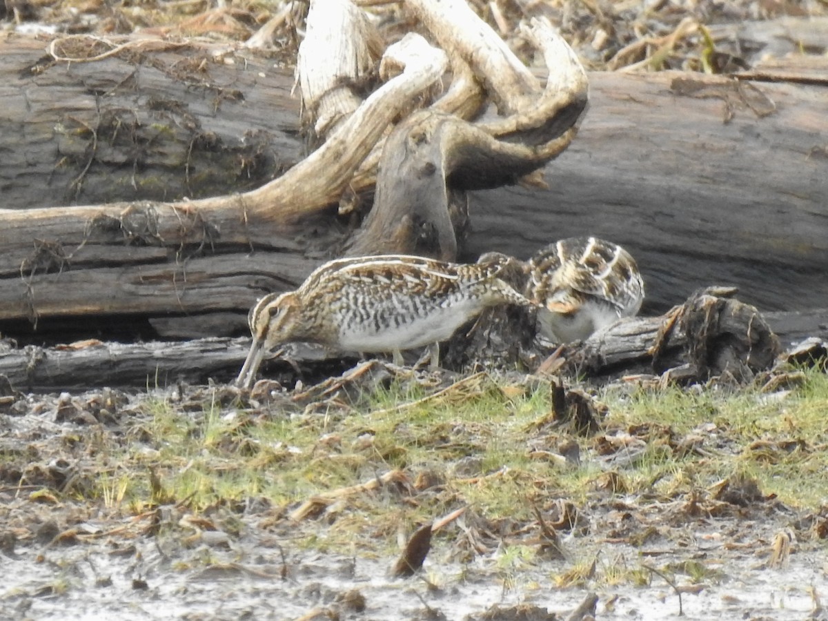 Wilson's Snipe - ML278358621