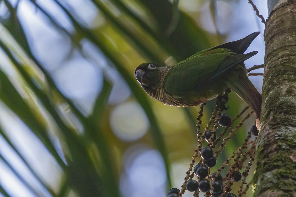 Maroon-bellied Parakeet - ML278358791