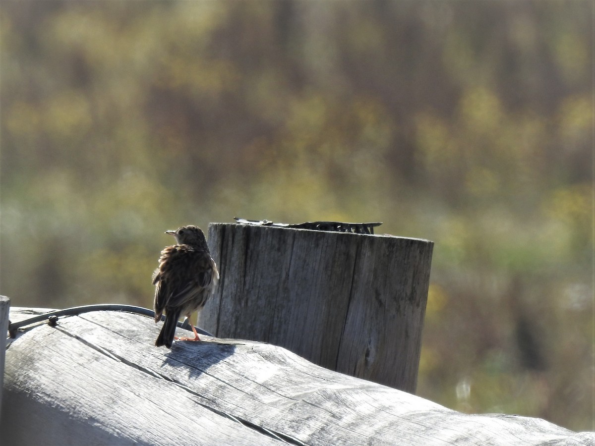 Hellmayr's Pipit - ML278358831