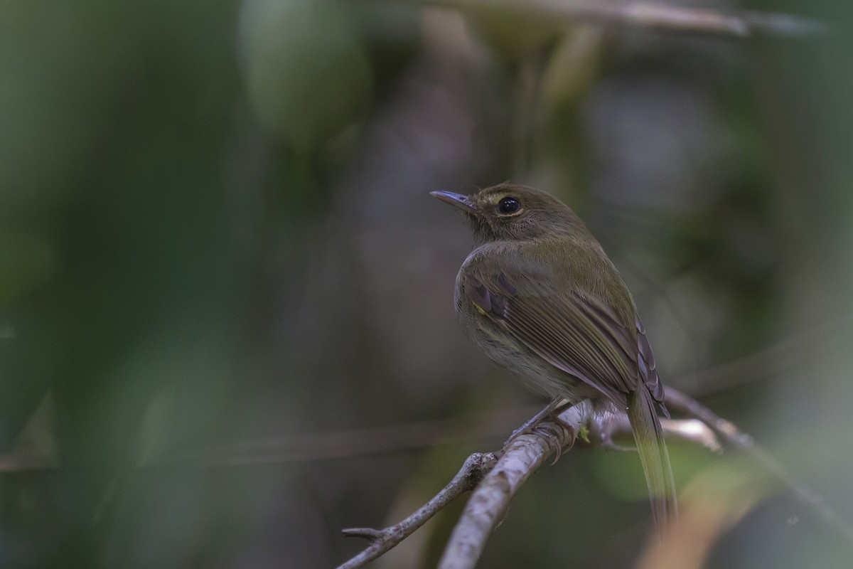 Drab-breasted Pygmy-Tyrant - Gabriel Bonfa