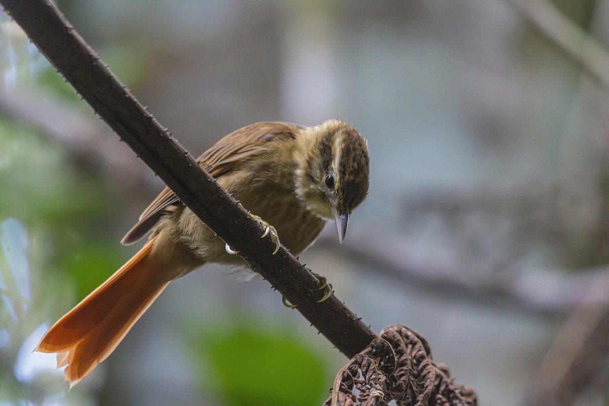 White-browed Foliage-gleaner - Gabriel Bonfa