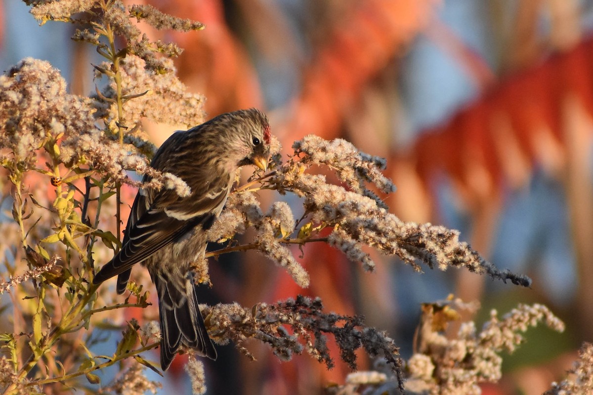Redpoll (Common) - Andrea Heine