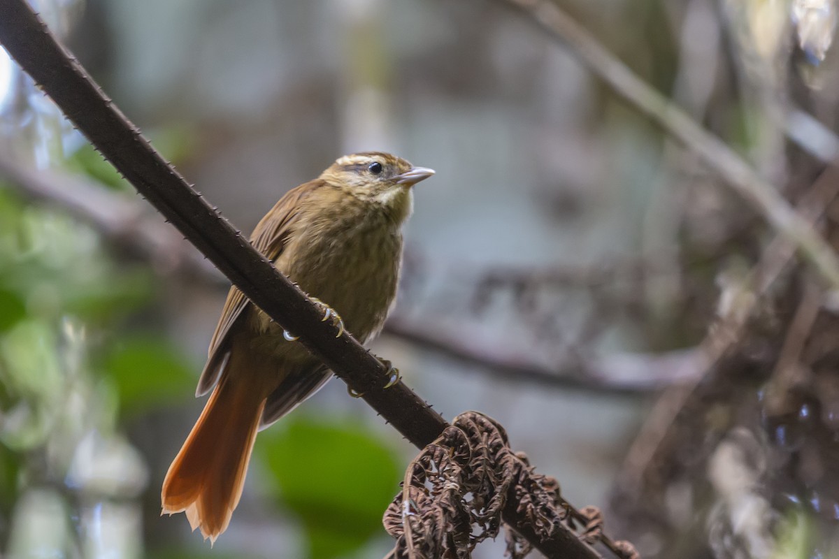 White-browed Foliage-gleaner - ML278359271