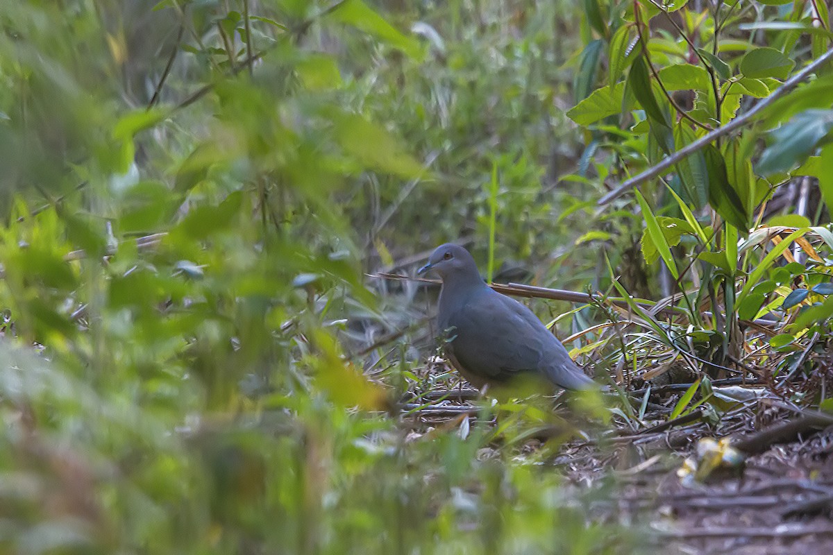 White-tipped Dove - ML278359461