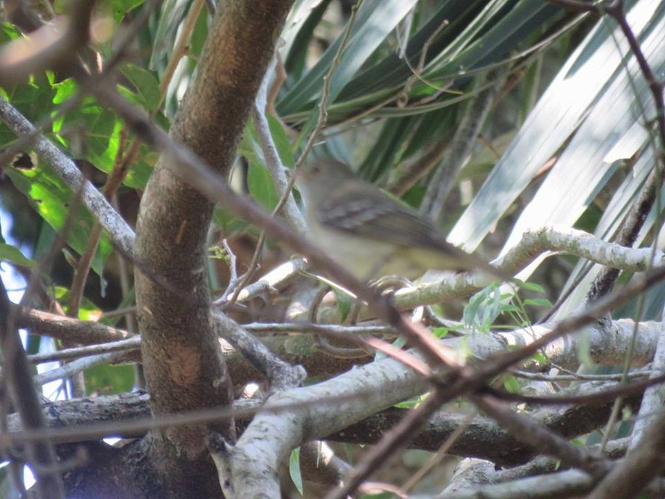 Small-headed Elaenia - Diego Caiafa