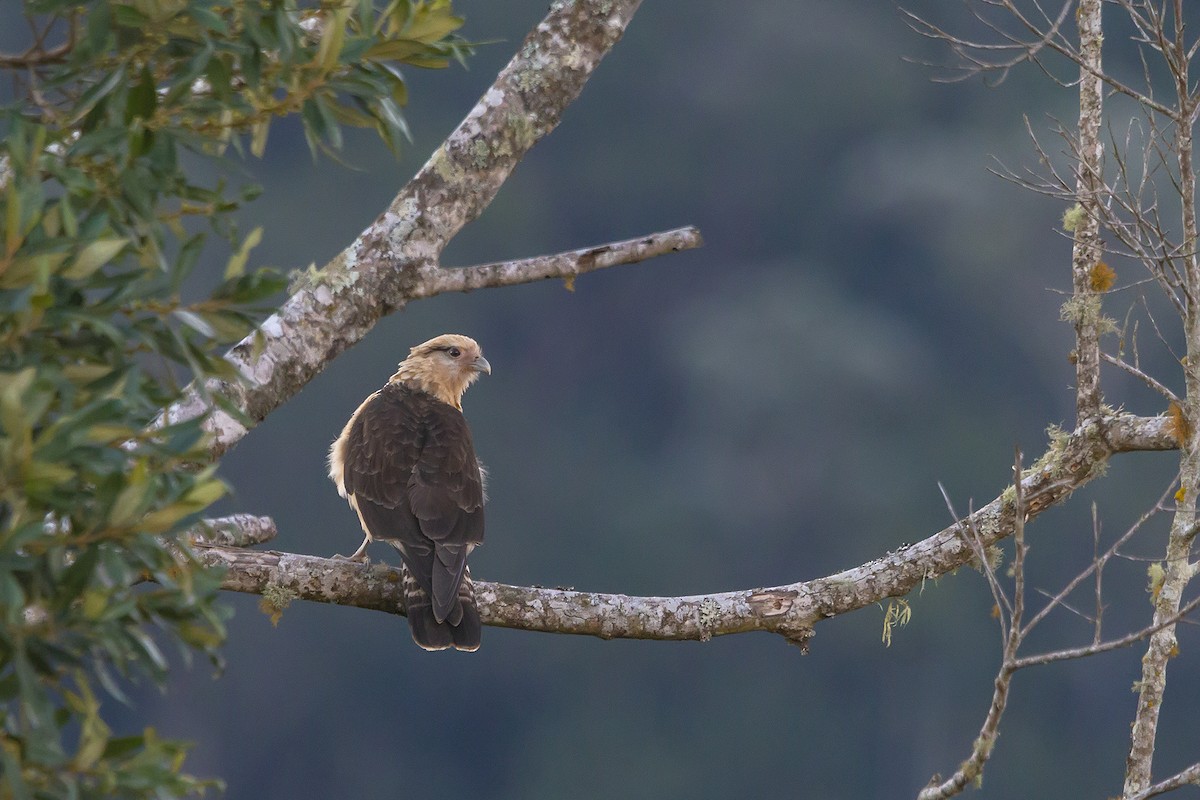 Yellow-headed Caracara - ML278359841