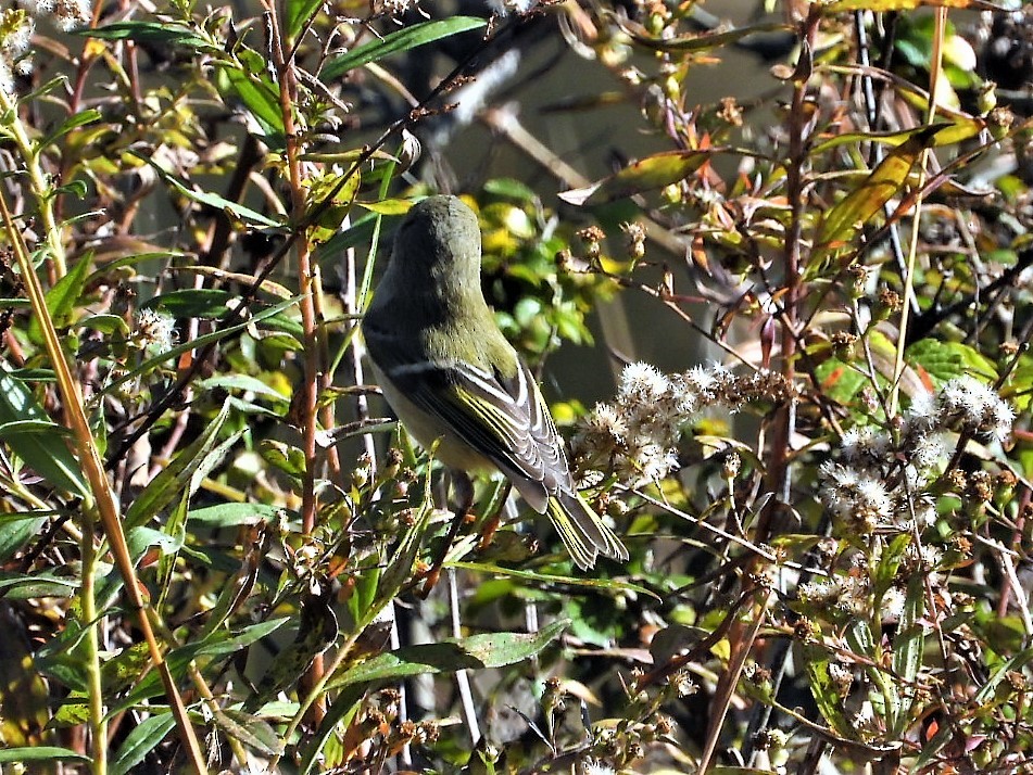 Roitelet à couronne rubis - ML278365651