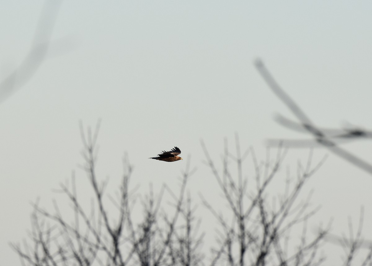 kongeørn - ML278369431