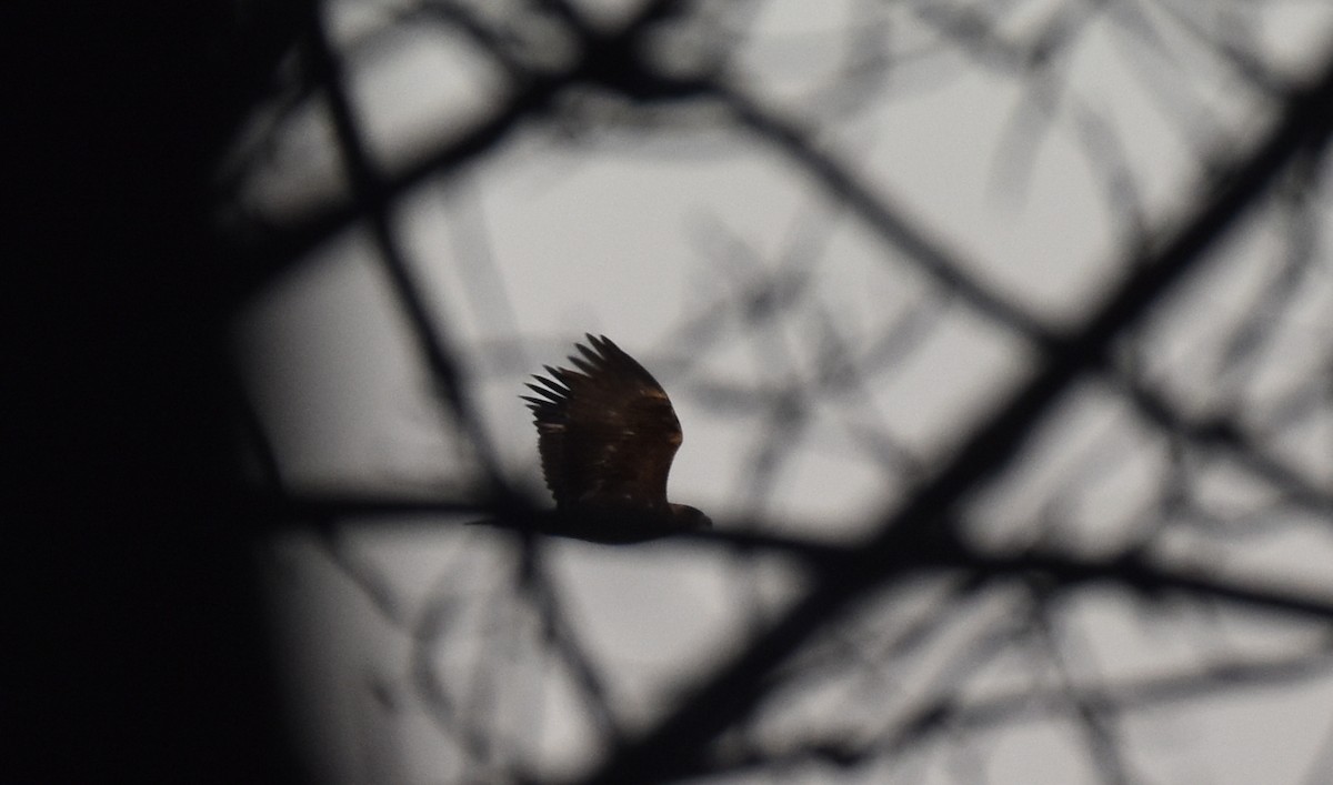 kongeørn - ML278369481