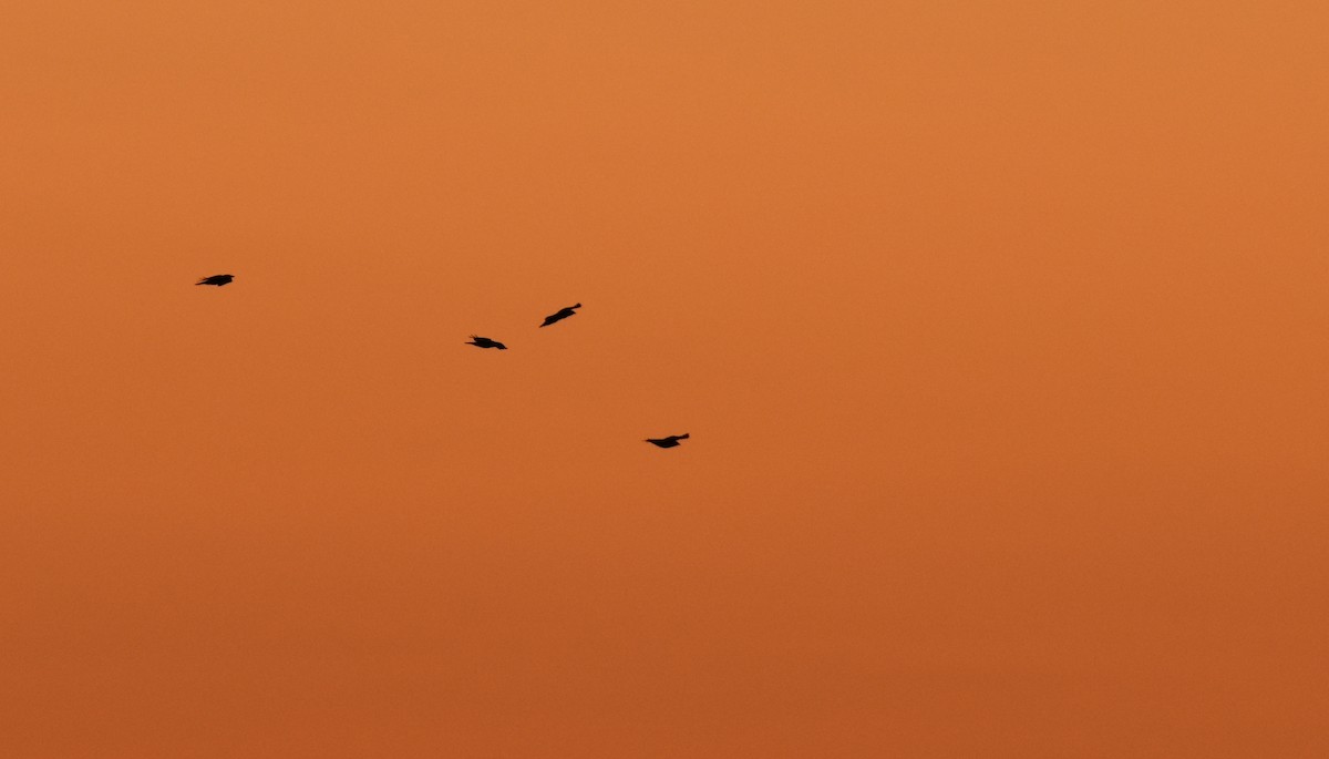 amerikakråke - ML278369811