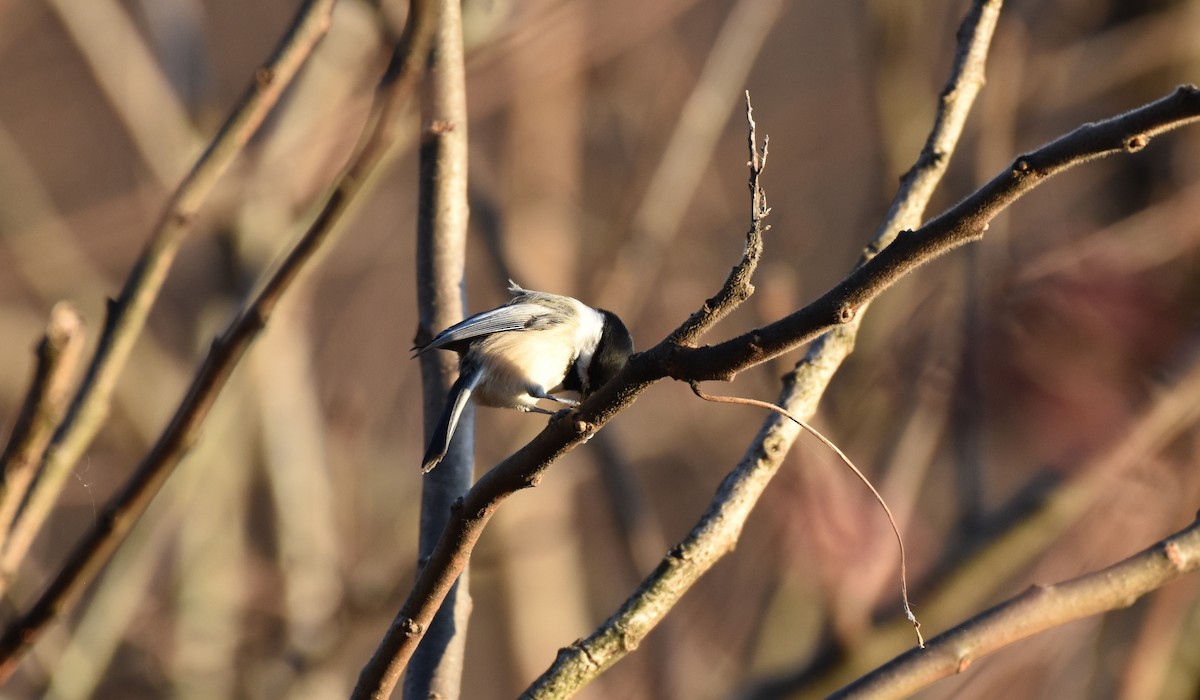 amerikameis - ML278370361