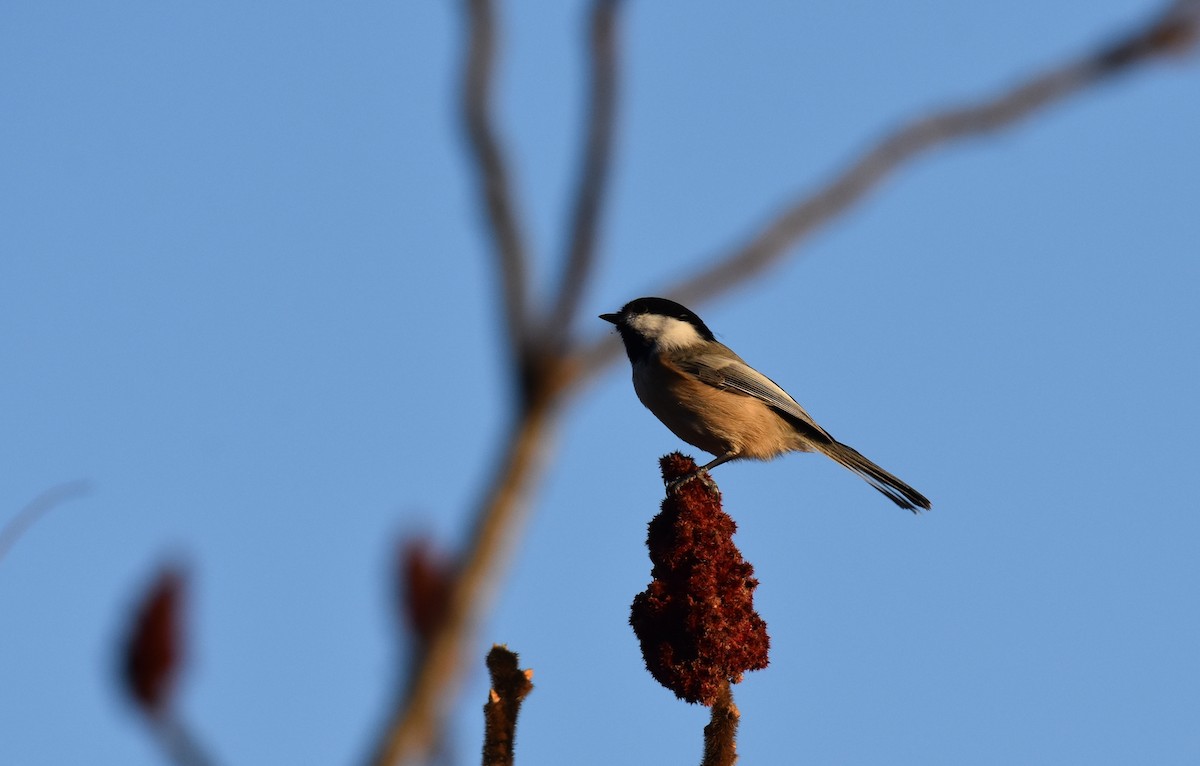 amerikameis - ML278370371