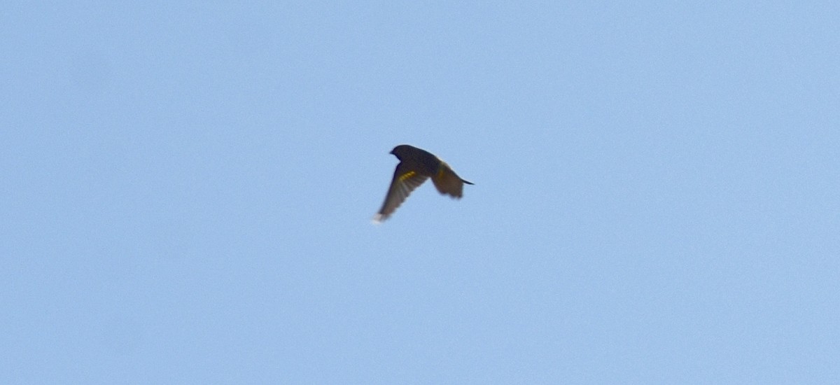 stripesisik - ML278370831