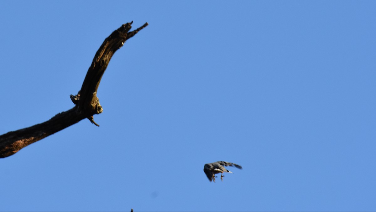 hvitbrystspettmeis - ML278370871