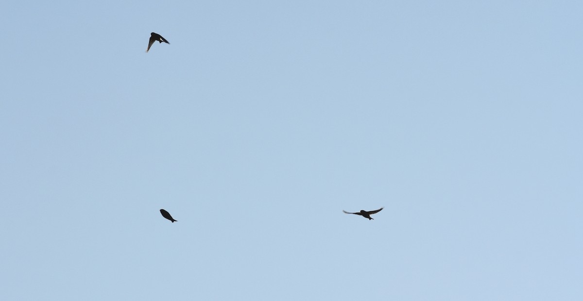 stripesisik - ML278370901