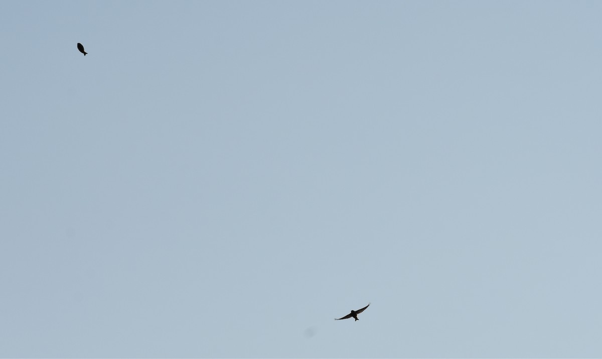 stripesisik - ML278370931