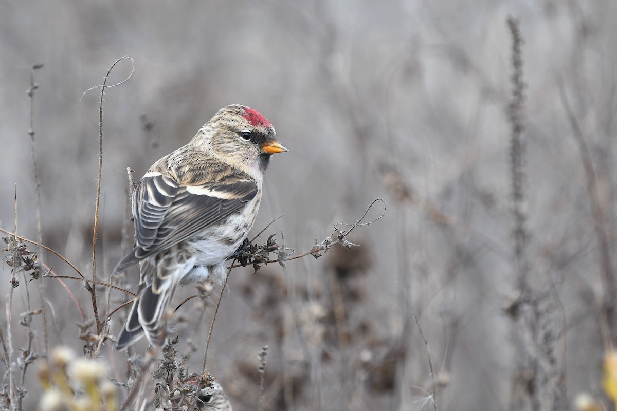 Redpoll (Common) - ML278372851