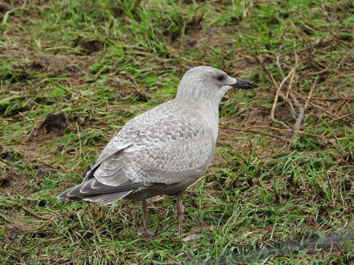 Iceland Gull (Thayer's) - Nick Mrvelj