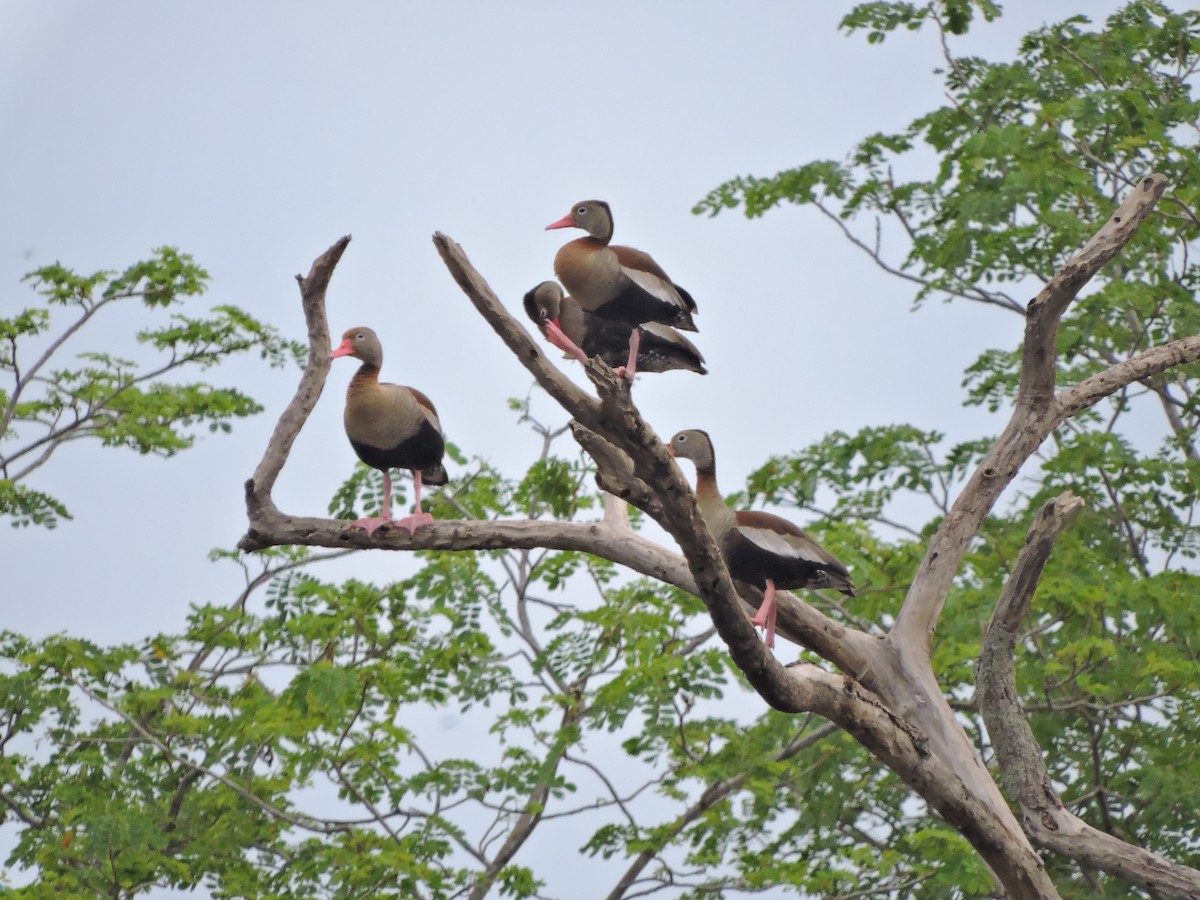 Black-bellied Whistling-Duck - ML27837541