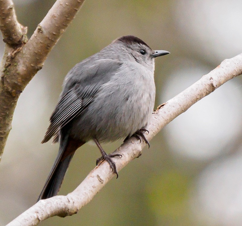 Gray Catbird - Mike Bailey
