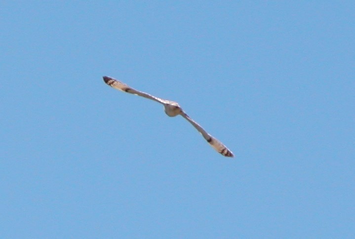 Short-eared Owl - ML27837991