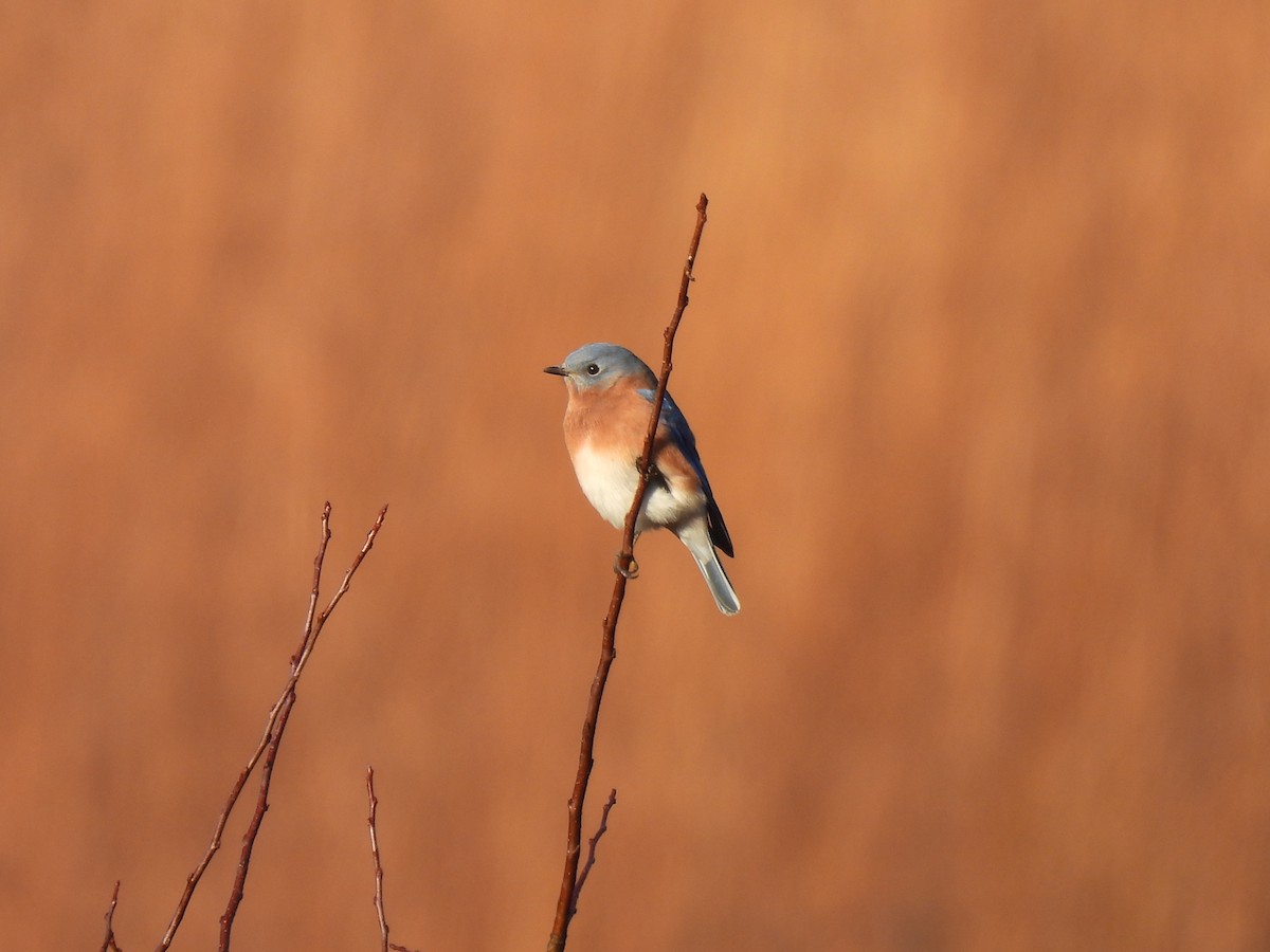 Eastern Bluebird - ML278381061