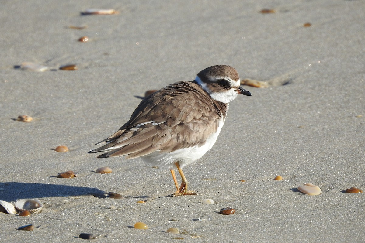 Semipalmated Plover - David  Clark