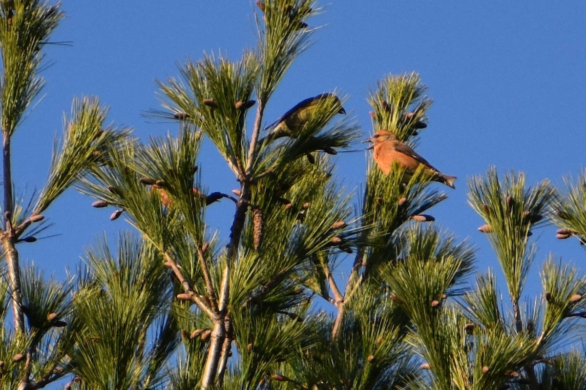 Red Crossbill - ML278381531