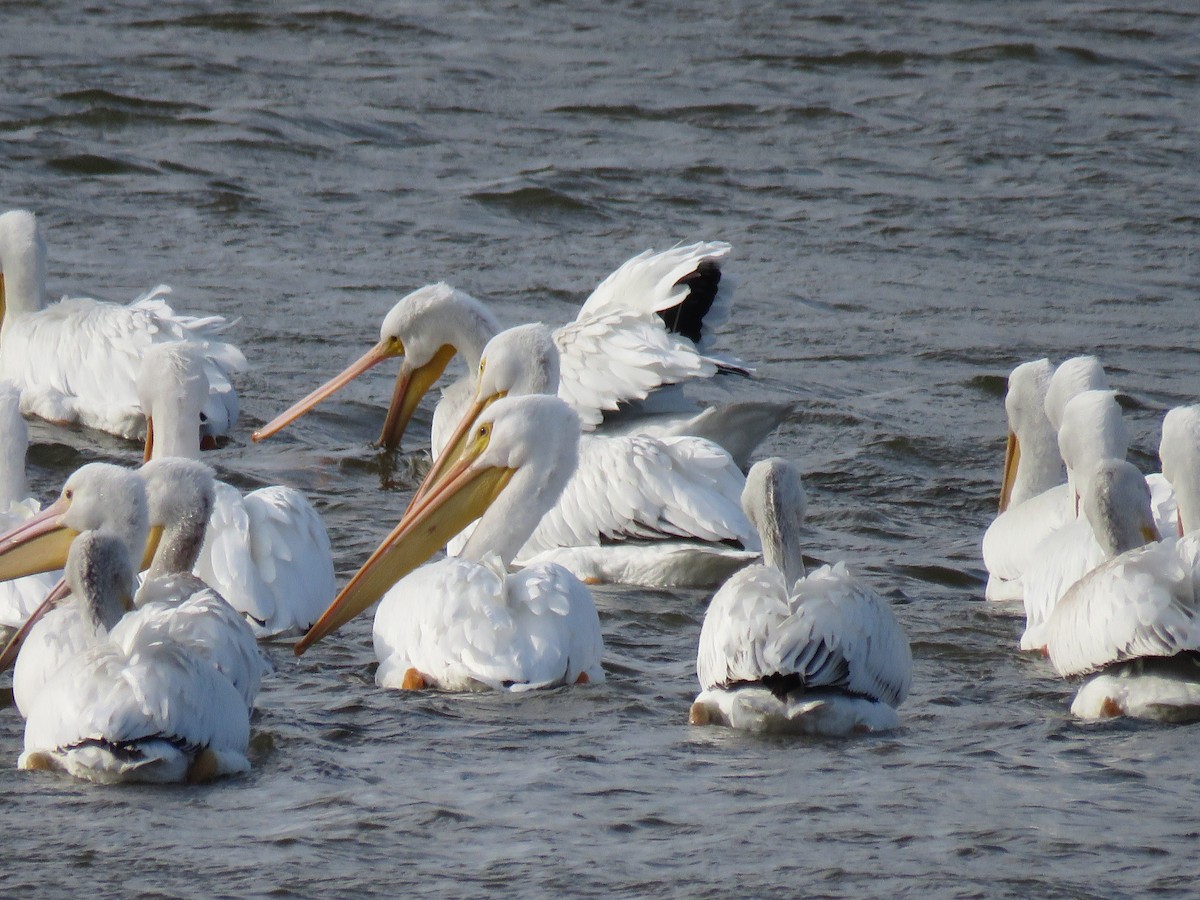 American White Pelican - ML278381731