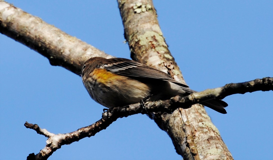 Yellow-rumped Warbler - Lane Scher