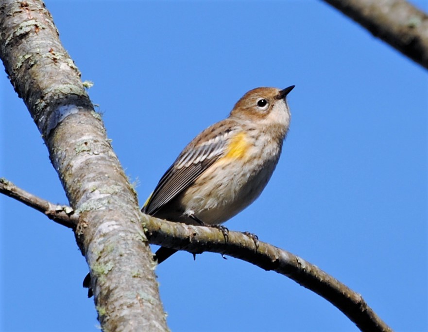Yellow-rumped Warbler - ML278383081
