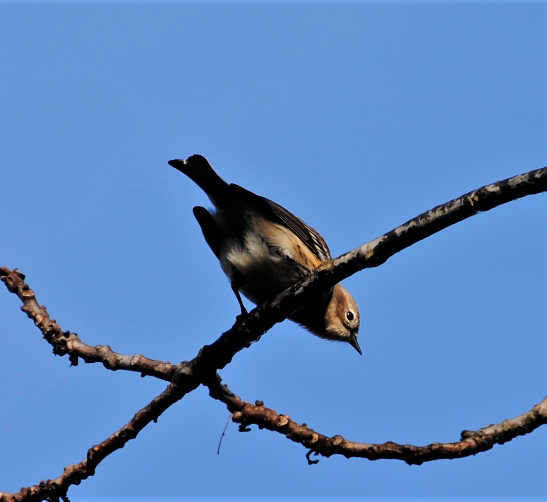 Yellow-rumped Warbler - ML278383091