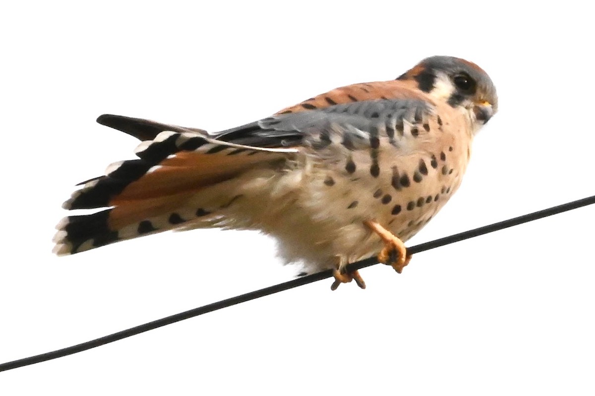 American Kestrel - ML278387031