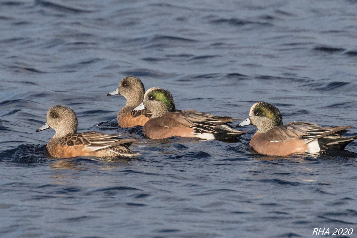 American Wigeon - ML278387391