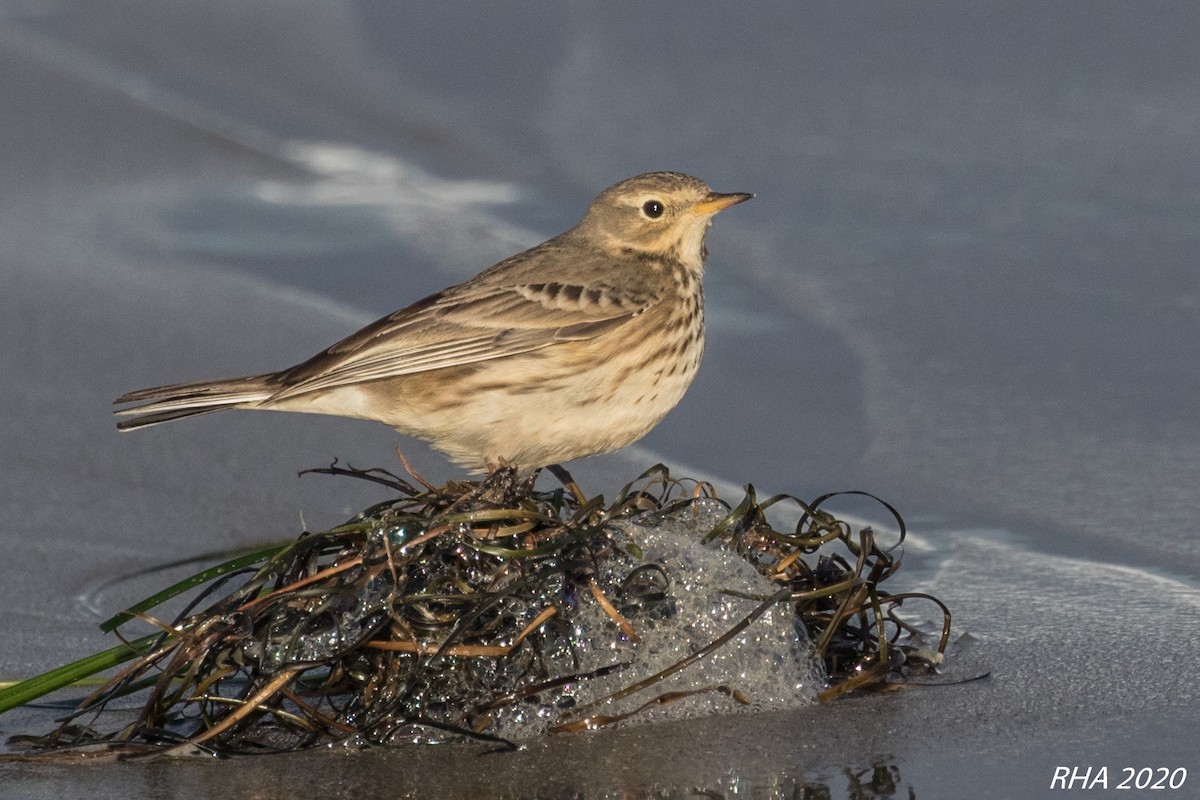 American Pipit - ML278387531