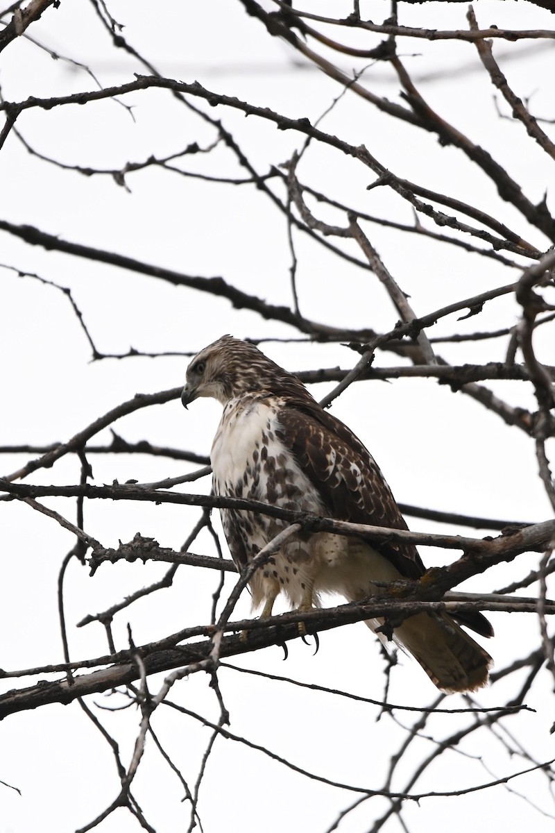 Red-tailed Hawk - Rich Drouin