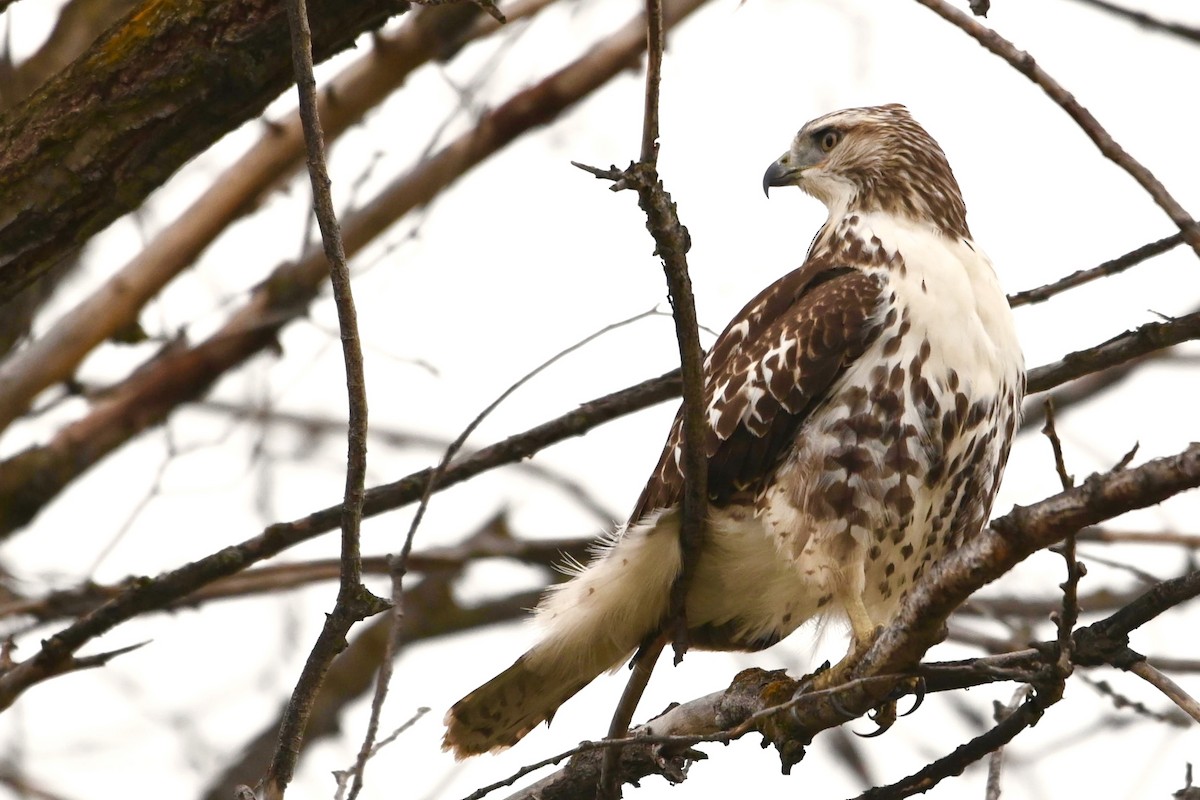 Red-tailed Hawk - ML278387601