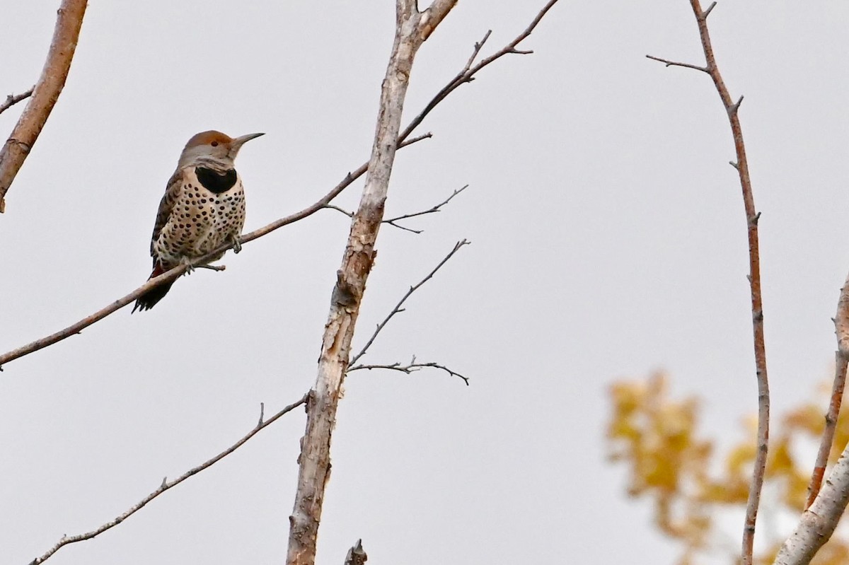 Northern Flicker - ML278387671