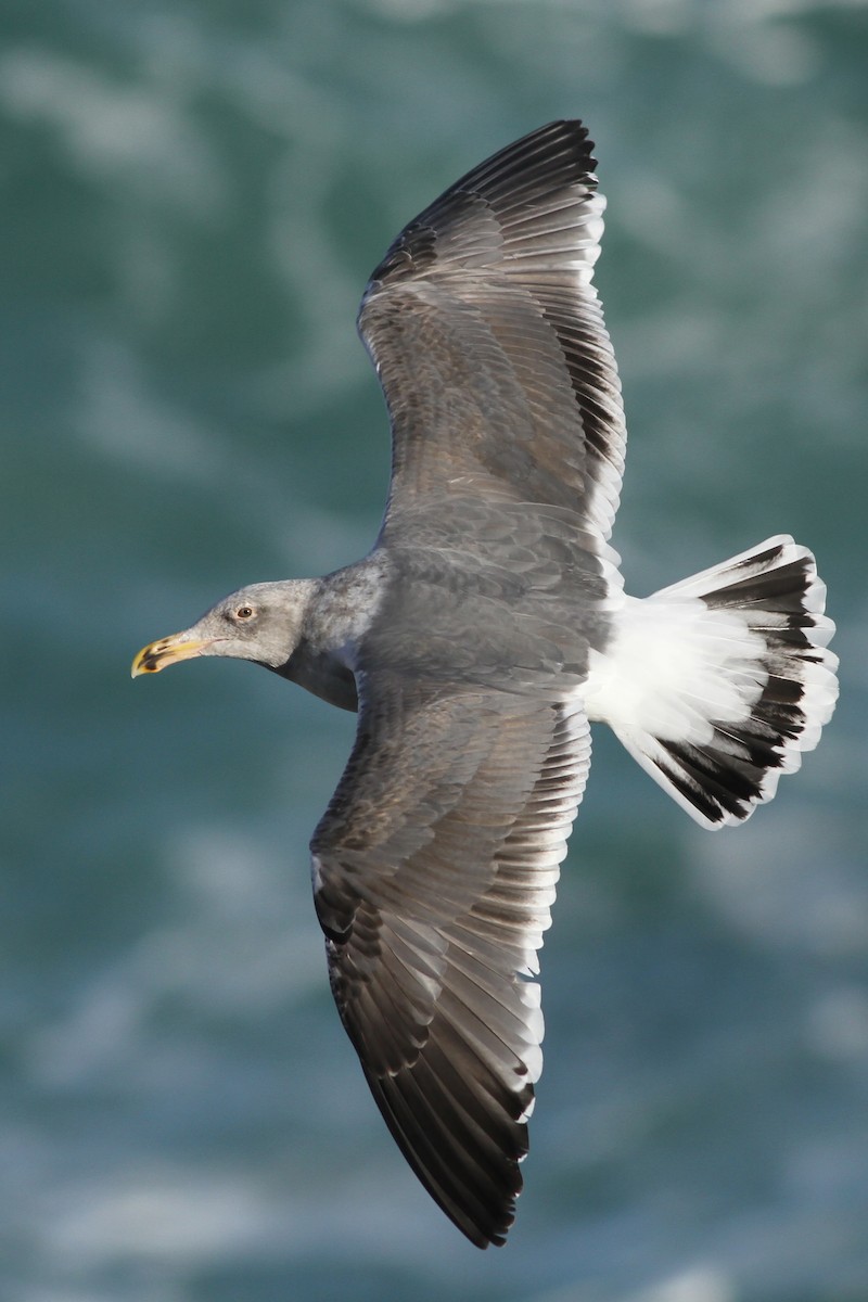 Western Gull - ML278387691