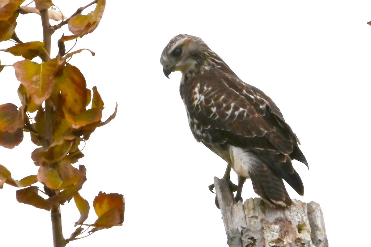 Red-tailed Hawk - ML278388271