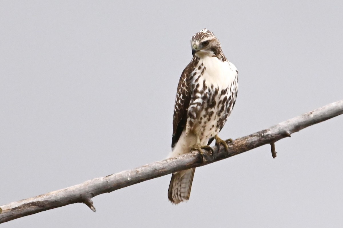 Red-tailed Hawk - ML278388281