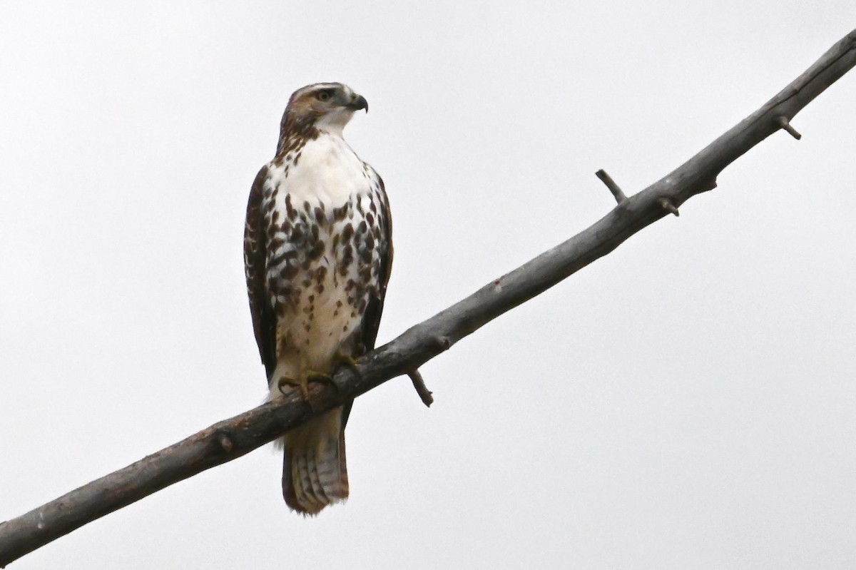 Red-tailed Hawk - ML278388291