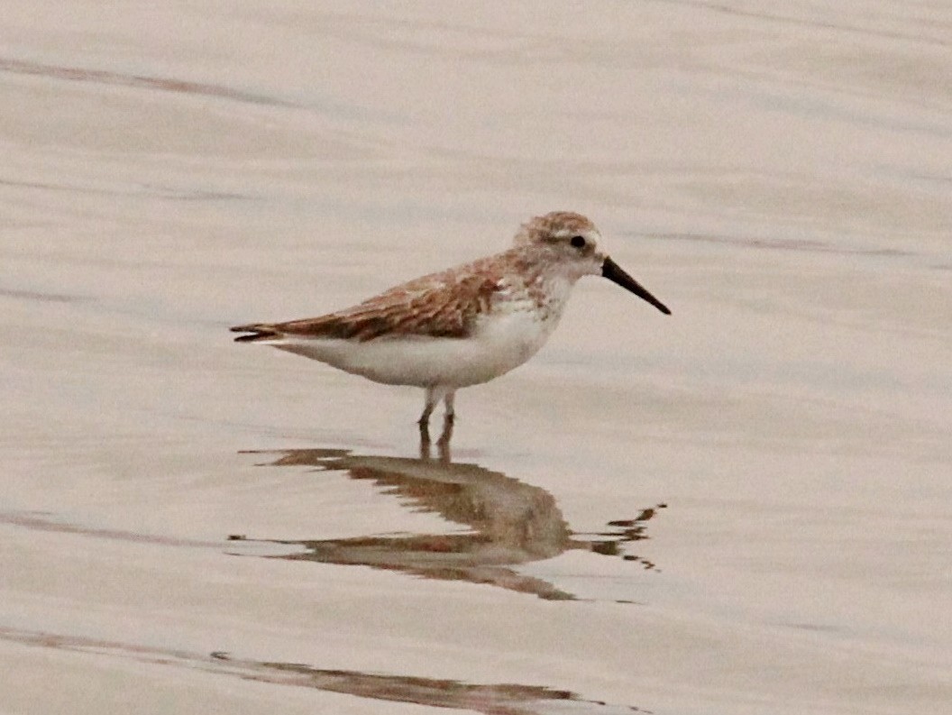 Western Sandpiper - ML278393251