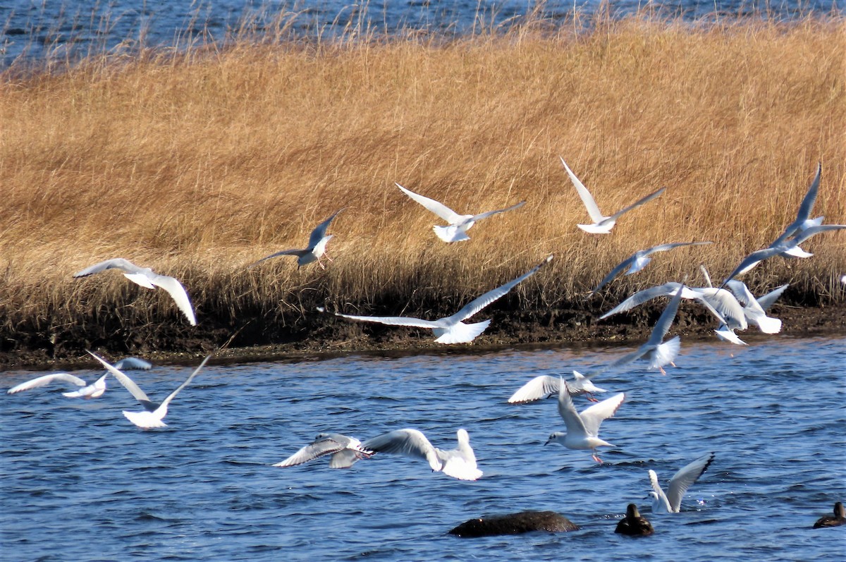 Bonaparte's Gull - Bethsheila Kent